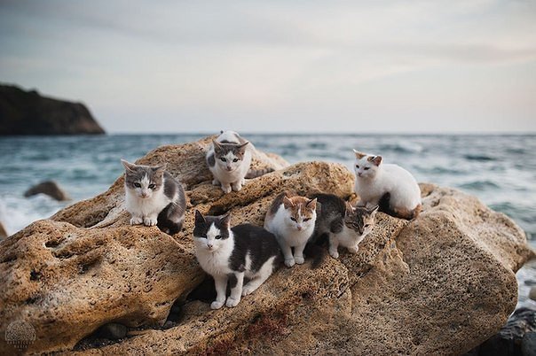 Мореманы - крым, коты, скалы, море - оригинал
