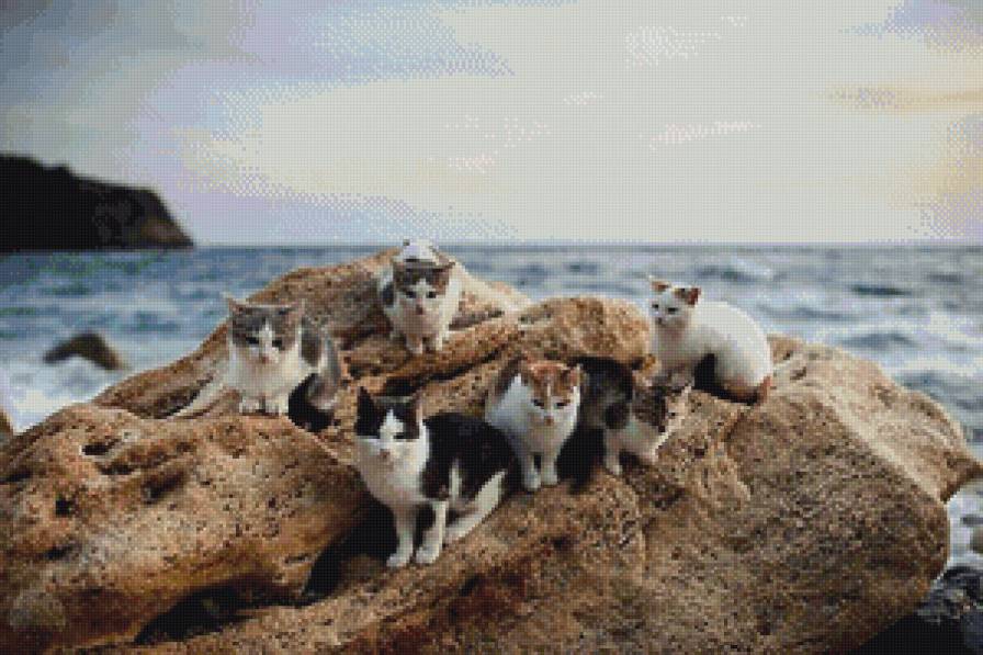 Мореманы - скалы, крым, коты, море - предпросмотр