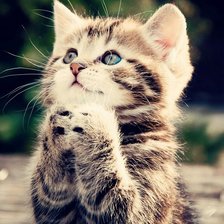 Кошачья молитва