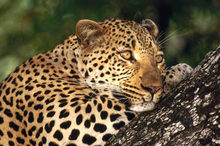 Леопард - дикая кошка, природа, красавец, леопард, красота - оригинал