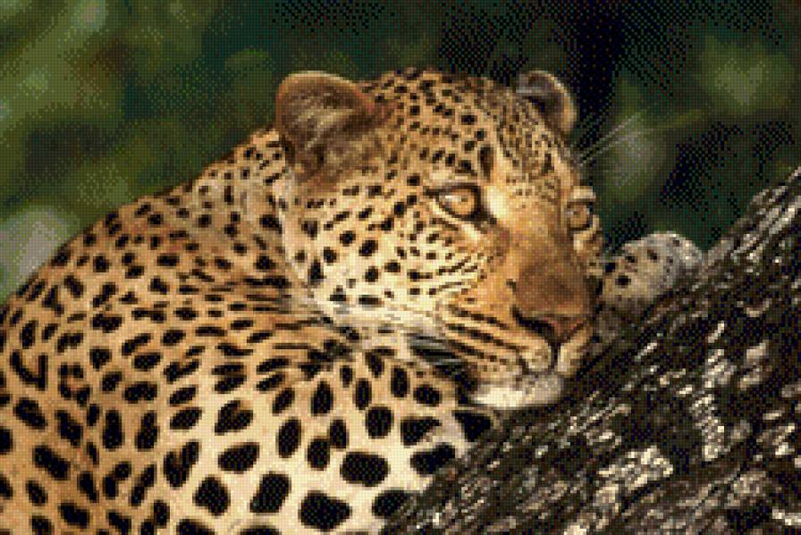 Леопард - леопард, красота, красавец, дикая кошка, природа - предпросмотр