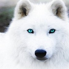 Оригинал схемы вышивки «Белая волчица» (№1058179)