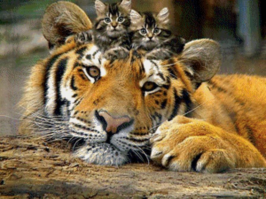 Кошки - котята, тигр, молости, доброта, хищник - предпросмотр