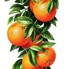 Оригинал схемы вышивки «апельсины» (№1060298)