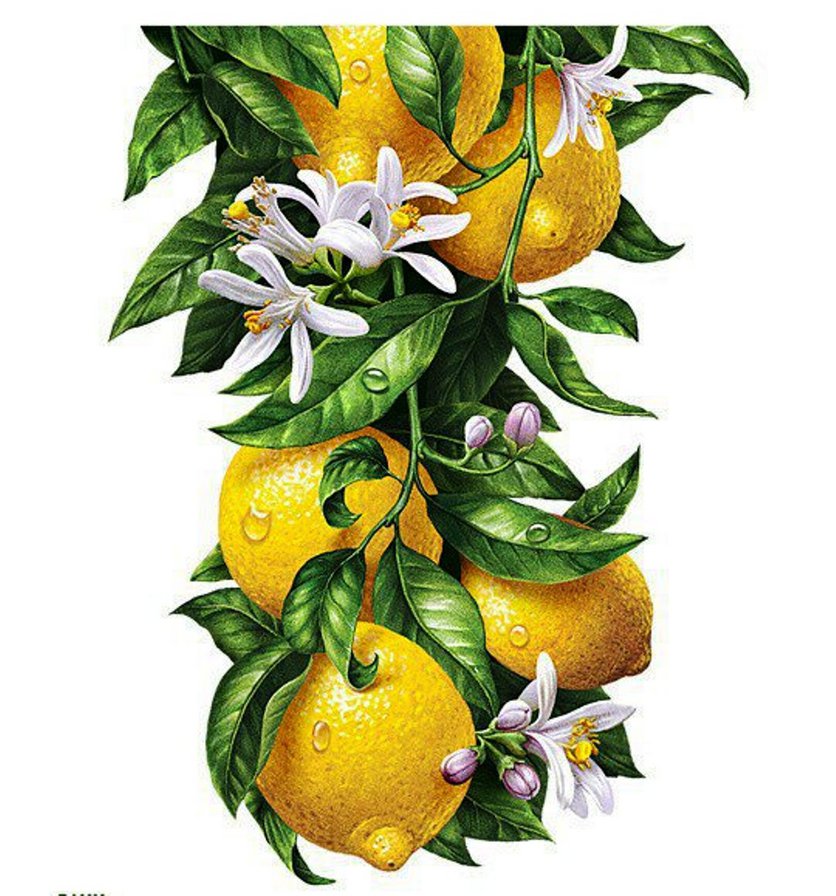 лимон и ваниль - для кухни, картина - оригинал