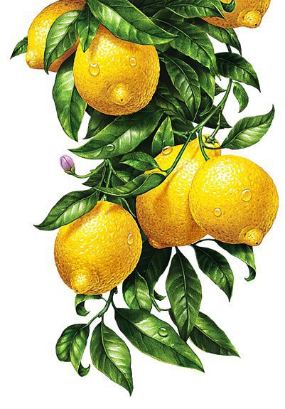 лимоны - для кухни, картина - оригинал