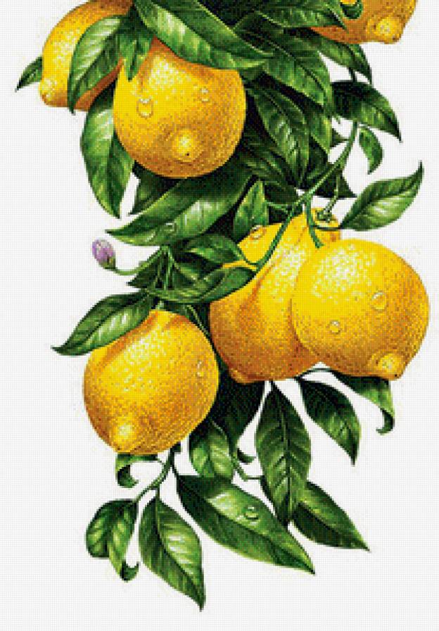 лимоны - картина, для кухни - предпросмотр