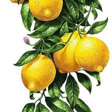 Оригинал схемы вышивки «лимоны» (№1060316)