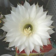 Схема вышивки «кактус белый»