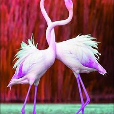 Нежность фламинго.