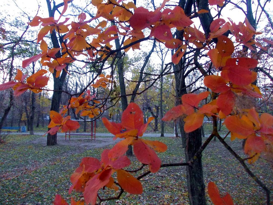Тихая осень - парк, осень, листва - оригинал