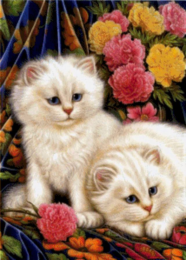 Персидские котята - котята - предпросмотр