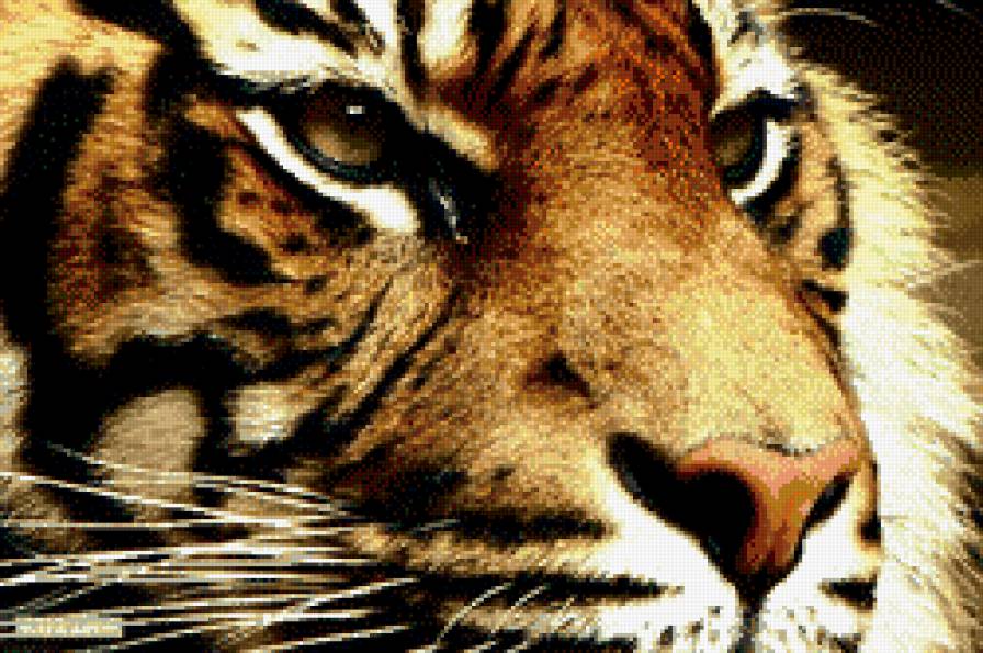 Тигр - тигр, кошка, взгляд - предпросмотр