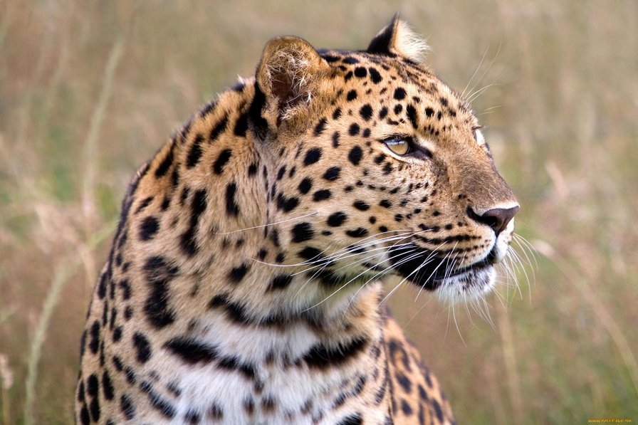 Леопард - леопард, большие кошки - оригинал