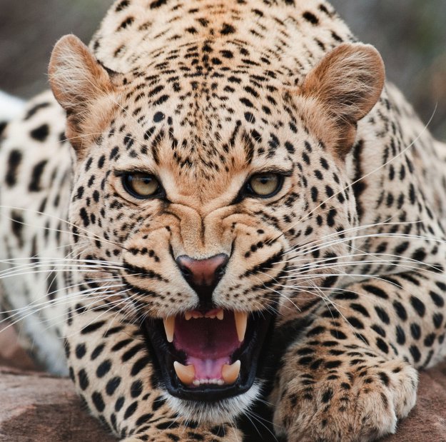 Леопард злой - большие кошки, взгляд, оскал, леопард - оригинал
