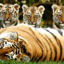 Оригинал схемы вышивки «семья тигров» (№1067466)