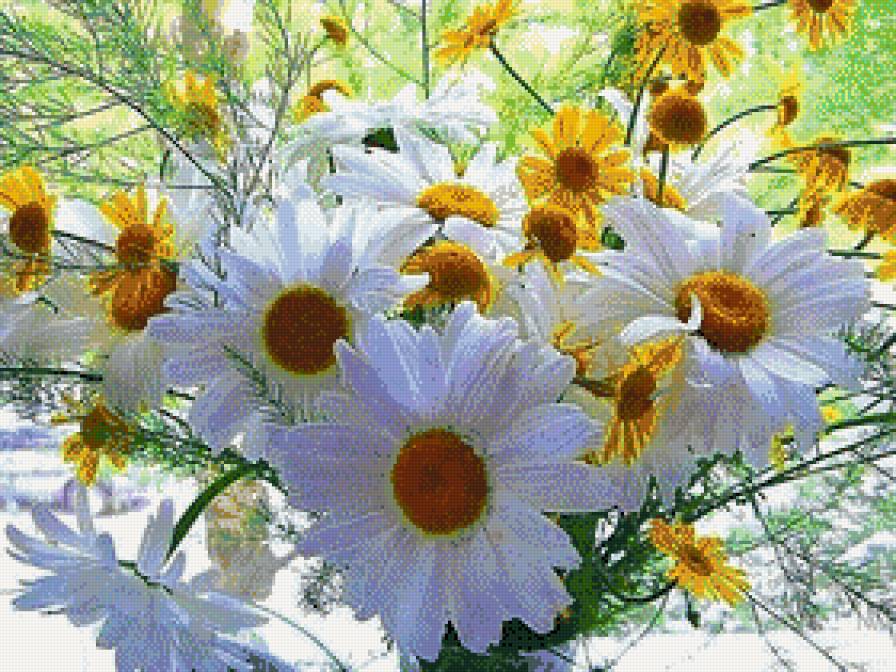 Букет ромашек - весна, ромашки, цветы - предпросмотр