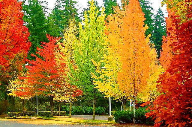 Осень - деревья, осень, лес - оригинал