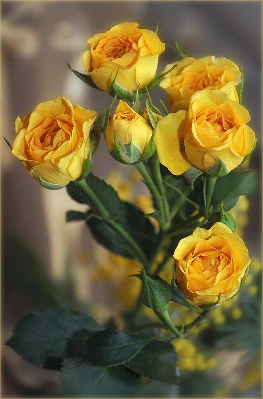Жёлтые розы - розы, желтый цвет, цветы - оригинал