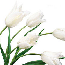 Оригинал схемы вышивки «Белые тюльпаны» (№1072477)