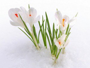 Подснежники - цветы, снег - оригинал