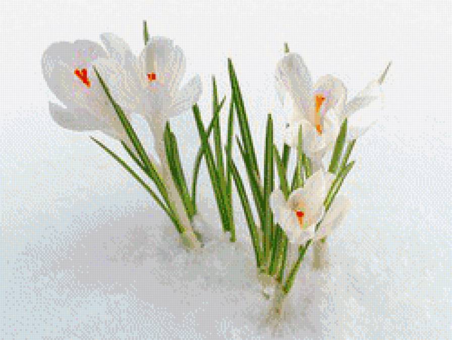 Подснежники - снег, цветы - предпросмотр