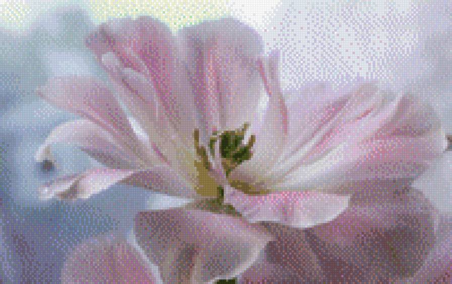 утро - цветы нежность - предпросмотр