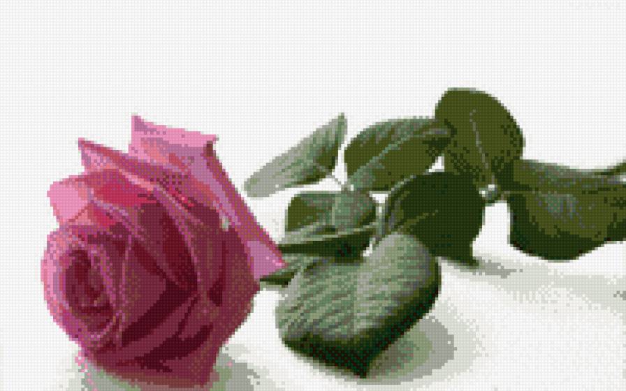 роза розовая - цветы, розы - предпросмотр