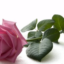 Схема вышивки «роза розовая»