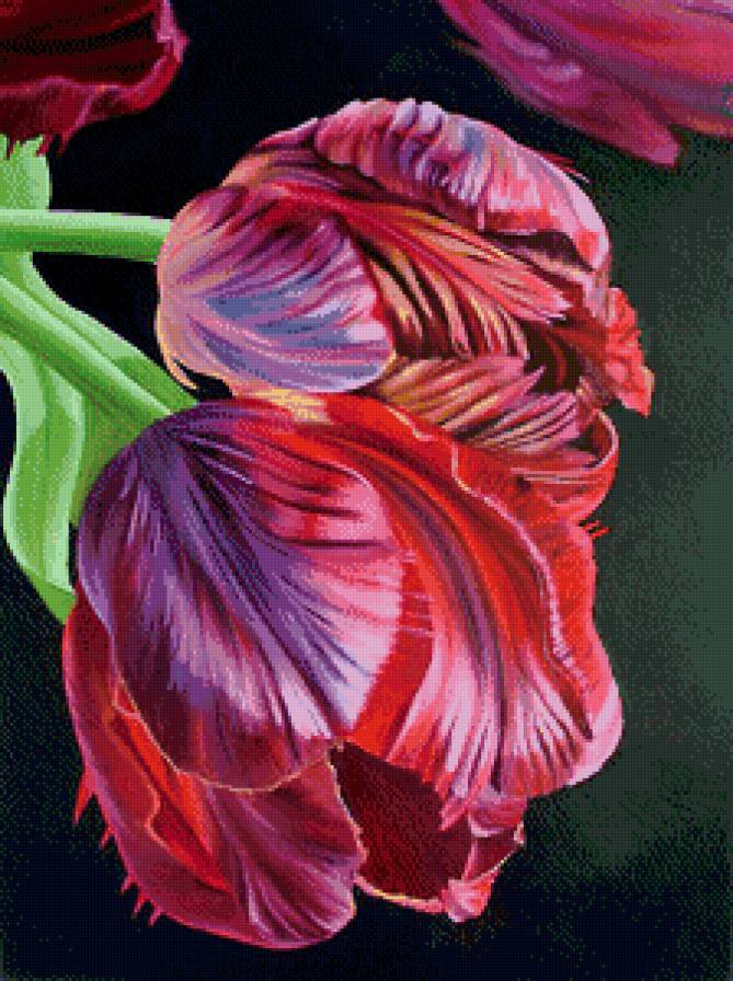 tulipani 1 - оригинал