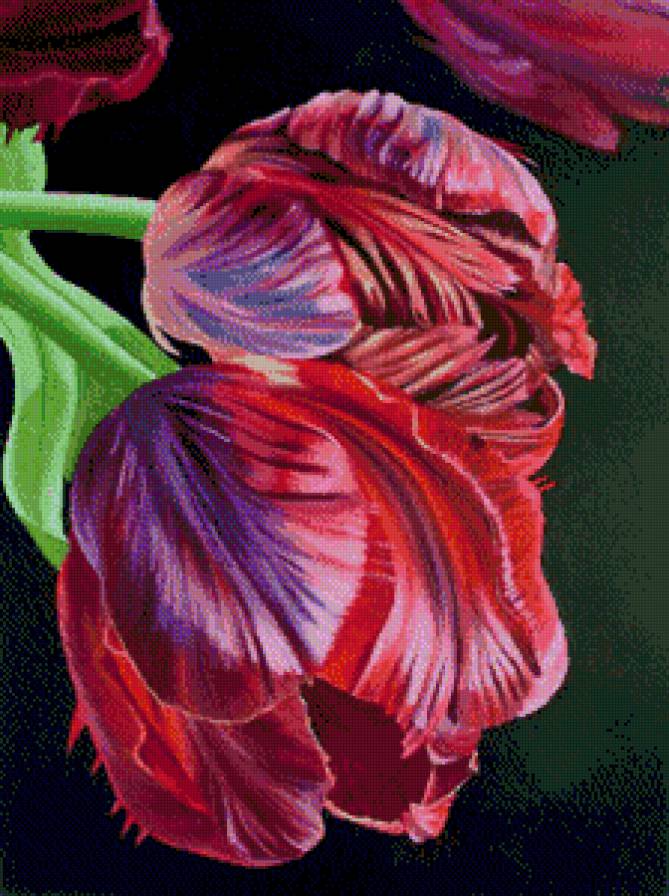 tulipani 1 - предпросмотр