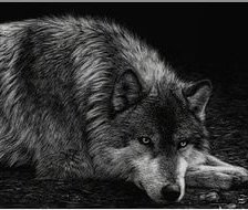 Оригинал схемы вышивки «волк» (№1074849)
