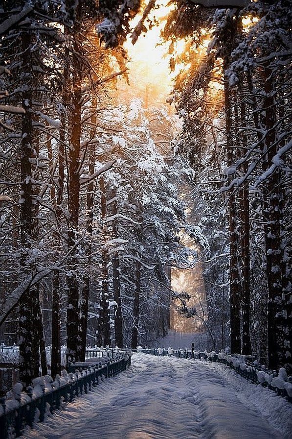 Зимняя дорога. - сосны, лес, снег, дорога, сказка, солнце, зима - оригинал
