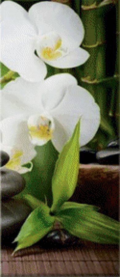 триптих орхидея_ч.3 - огонь, камень, цветы, орхидея, триптих - предпросмотр