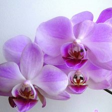Оригинал схемы вышивки «орхидеи» (№1077902)