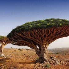 Схема вышивки «Деревья В пустыне»
