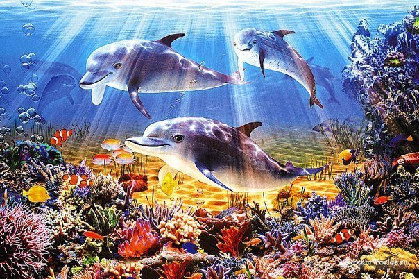Дельфины - подводный мир, животные - оригинал
