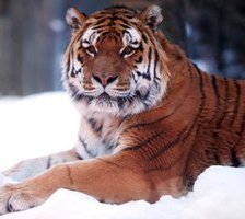 Оригинал схемы вышивки «Тигр на снегу» (№1079806)