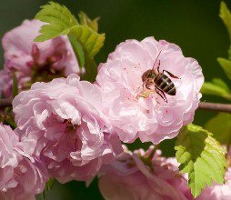 Пчела на цветах - оригинал