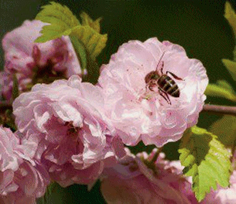 Пчела на цветах - предпросмотр