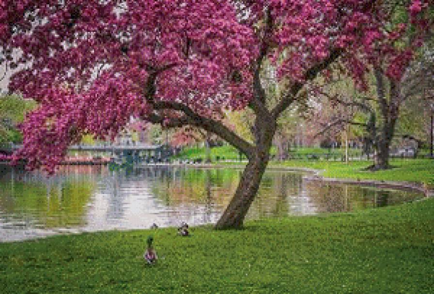 Весна в Бостоне - предпросмотр