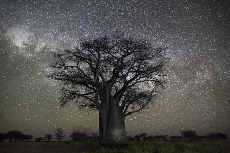 савана - пустыня, звезды, небо, ночь, дерево - оригинал