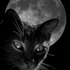 Кошка и луна