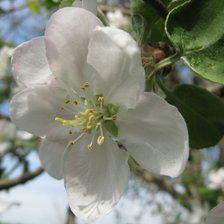 Схема вышивки «Цветок яблони»