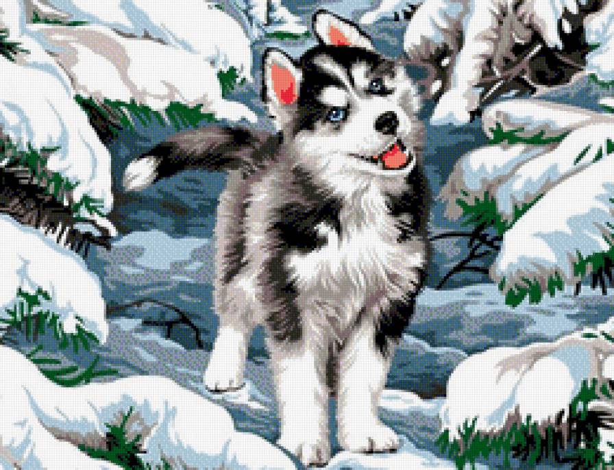 Cachorro Husky Siberiano - fauna - предпросмотр