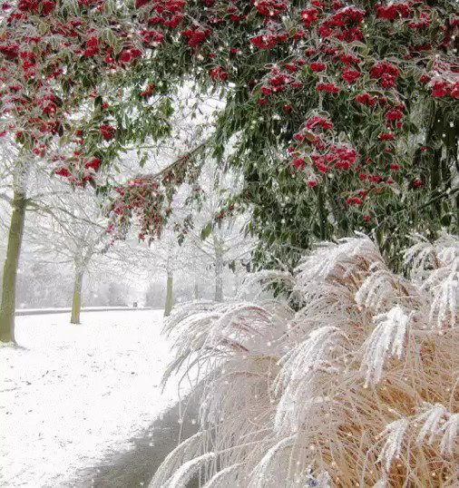 Зима - город, аллея, деревья, снег, рябина, ковыль - оригинал