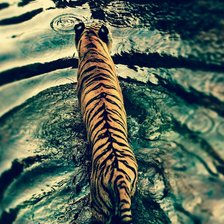 Оригинал схемы вышивки «Тигр на озере» (№1085358)