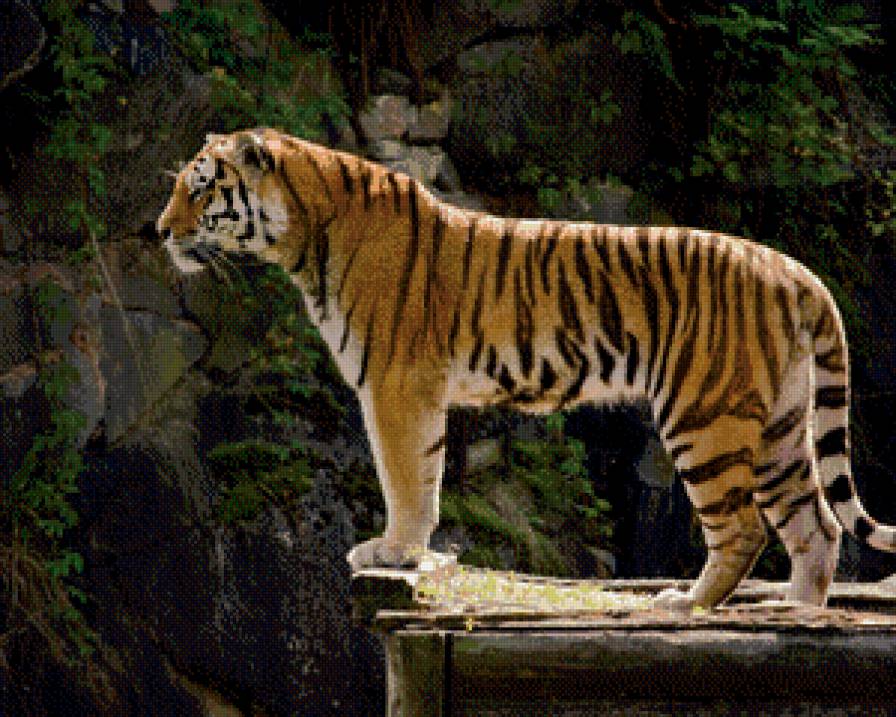 Величественный тигр - тигр, животные, природа, кошки, скала - предпросмотр