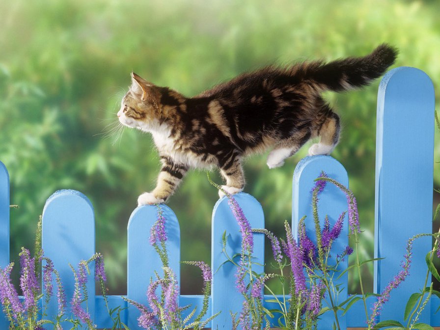 Кот на голубом заборе - забор, голубой, кот, животный, домашние, кошки, прогулка - оригинал