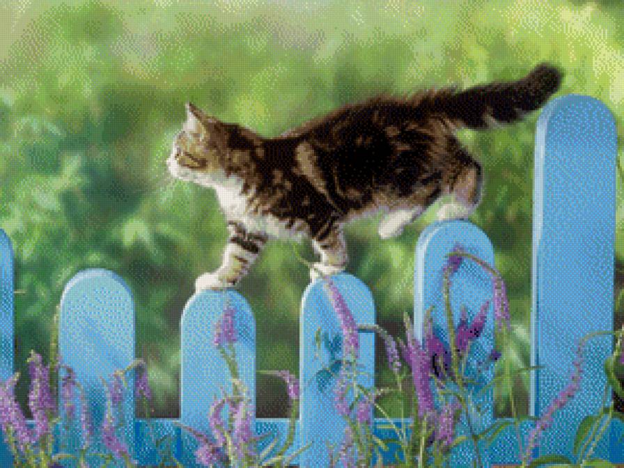 Кот на голубом заборе - кошки, домашние, забор, животный, прогулка, голубой, кот - предпросмотр